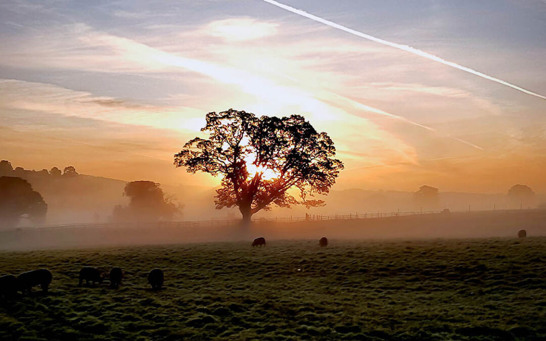 A misty sunrise with the sun illuminating a tree from behind, other tress are visible in the mist, and in the foreground sheep are grazing