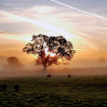 A misty sunrise with the sun illuminating a tree from behind, other tress are visible in the mist, and in the foreground sheep are grazing
