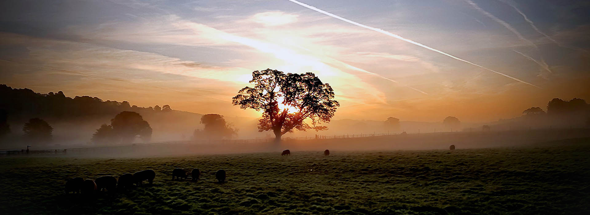 A misty sunrise with the sun illuminating a tree from behind, other tress are visible in the mist, and in the foreground sheep are grazing